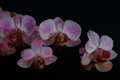 Phalaenopsis IMG_3862_1 Storczyk